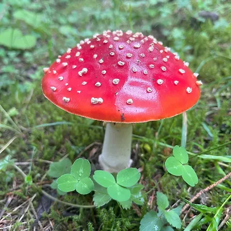 Nr 22 Haus Voglreiter