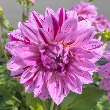 Apartman Nr 22 Haus Voglreiter Kaprun