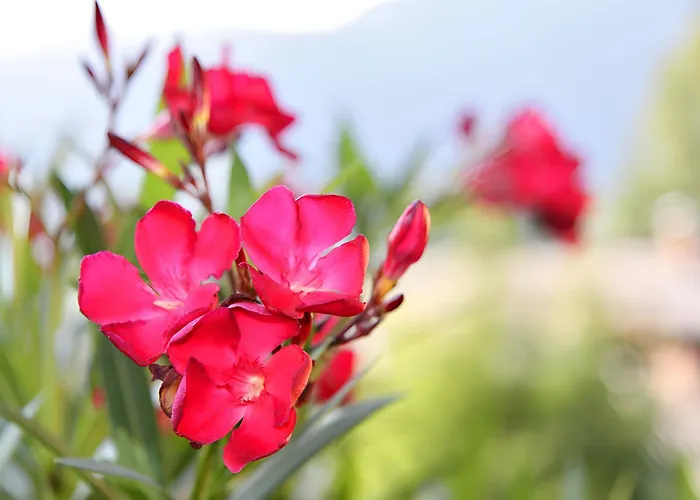 Nr 22 Haus Voglreiter * カプルーン