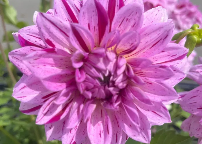 Appartement Nr 22 Haus Voglreiter Kaprun